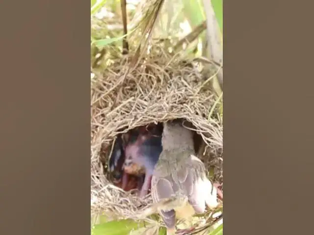 Video thumbnail for Wild babies Eat Food on Nest EP047 #bird #birds #birdnest #birdwatching #shortvideo #bikelover #catc