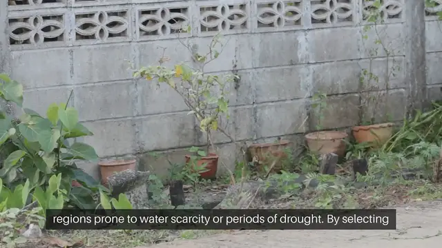 Video thumbnail for Drought Resistant Vegetable Gardening