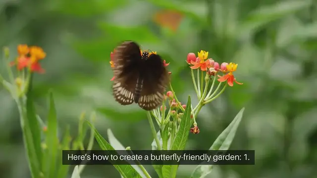Video thumbnail for How to Attract Butterflies to Your Garden