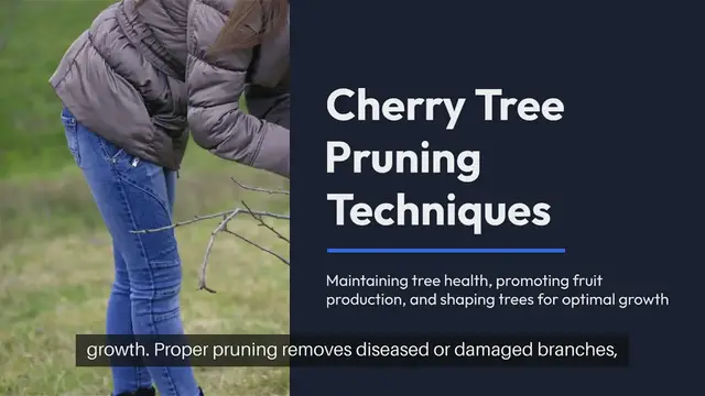 Video thumbnail for Cherry Tree Pruning Techniques