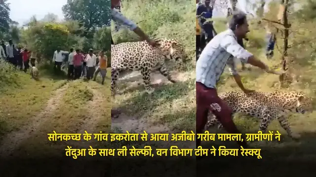 Video thumbnail for इकरोता के ग्रामीणों ने तेंदुआ के साथ ली सेल्फी, वन विभाग टीम ने किया रेस्क्यू