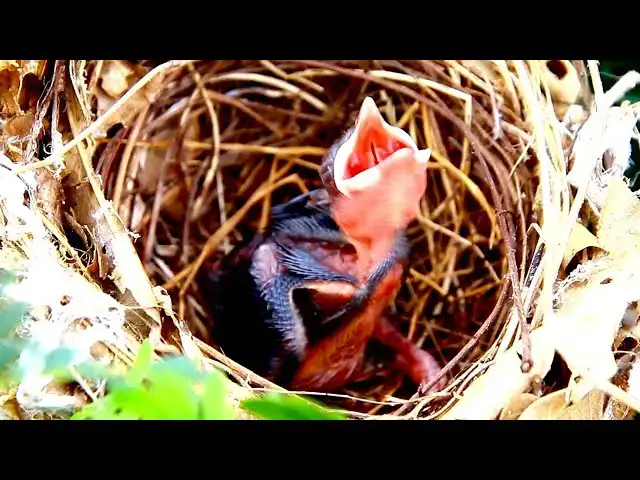 Video thumbnail for Gain Babies wild Peacock Crying feed on Nest