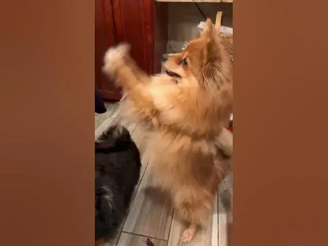 Video thumbnail for POV: Your Dog Decides It’s Dance Time 🐾