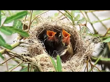 'Video thumbnail for កូនចាបតូចៗ នៅក្នុងសំបុក | Small wild babie bird'