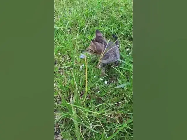 Video thumbnail for All baby cat Play on grass 4  #cat #shortcat #catchcatch #bitcat  #animals #cute #catlover  #cutecat