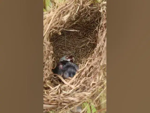 Video thumbnail for Babies Single Bird Nest EP#067 #nestegg #egglaying #satisfying #nestling  #birds #babybird  #nature