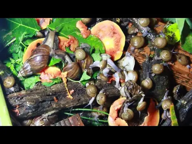 Video thumbnail for 🐌 Snails, 🐌 snial alot eating papaya fruits now 🦈 | 𝑴𝒆𝒕𝒉𝒐𝒅𝒔 #𝟗𝟔9057
