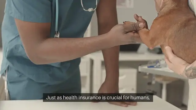 Video thumbnail for Pet Insurance for Home Emergencies