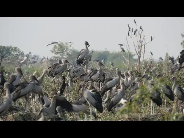 Video thumbnail for WOW REAL BABY ALONE #nature #wildlife #animals #amazon