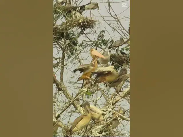 Video thumbnail for 74 pelican life stye