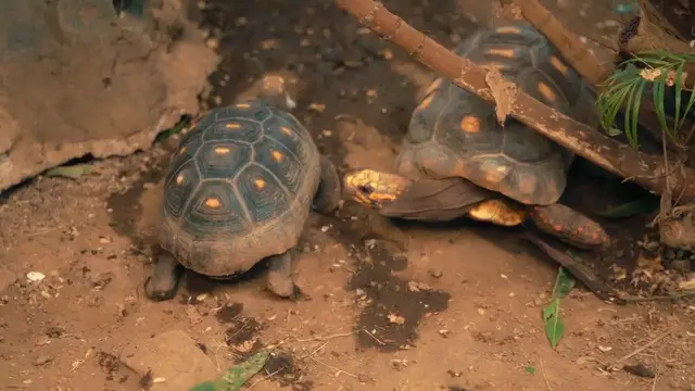 Video thumbnail for What Caught My Eye: A Captivating Journey – Episode 1, November 15, 2024