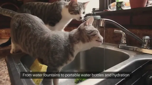 Video thumbnail for Pet Hydration Products