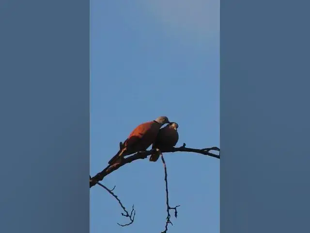 Video thumbnail for Two Wild Dove Bird EP 011  #birdnest #bird #birds #bestbird #birdofwast #birdnest