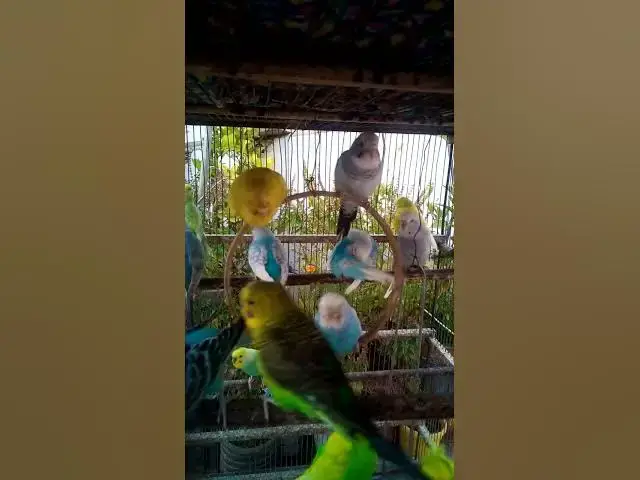 'Video thumbnail for 🎉 Transforme a Gaiola do Seu Pássaro em um Parque de Diversões Cheio de Alegria!'