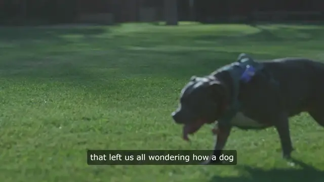 Video thumbnail for Muttley's Final Mischief