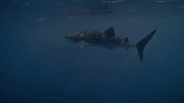 Video thumbnail for Exploring the Mysteries of the Gulf of America