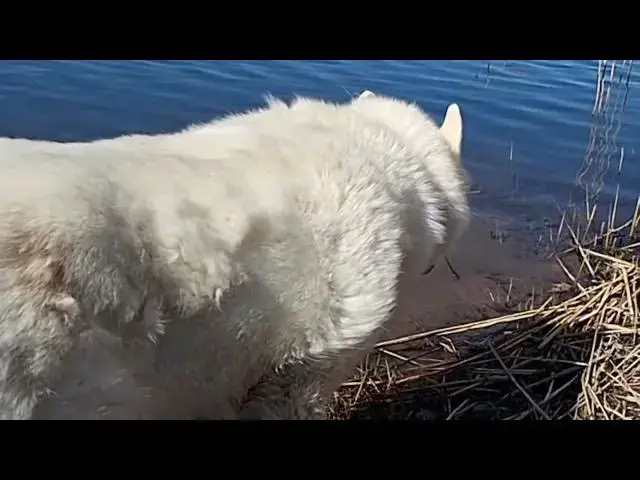 Video thumbnail for 15 April 2025