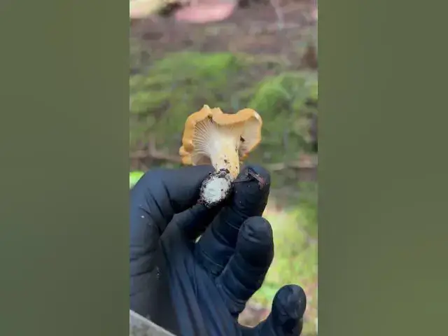 'Video thumbnail for Some early chanterelles while elk hunting!'