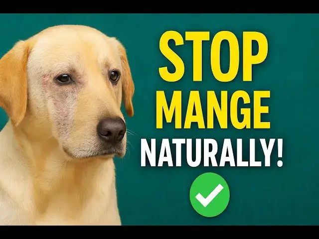Video thumbnail for 7 Easy Home Remedies for Mange in Dogs (Safe & Natural Step-By-Step!)