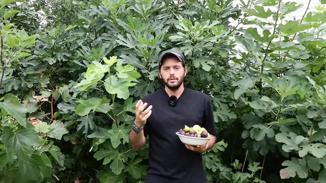 Video thumbnail for If I Could Only Choose 1 Fig Variety... Here's 3 For ANY Climate