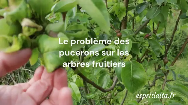 'Video thumbnail for Le problème des pucerons sur les arbres fruitiers'