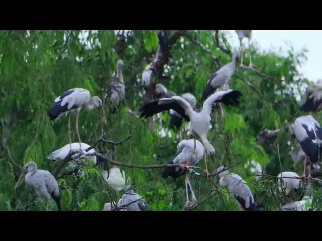 Video thumbnail for Sarus Crane come here all