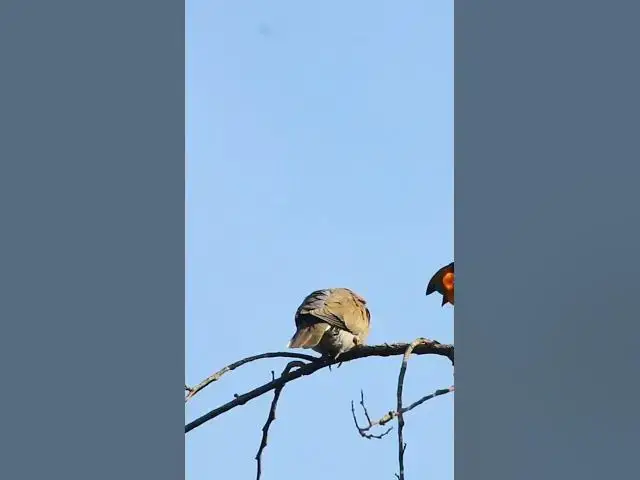 Video thumbnail for Top Dove #birds #avianaffection #babyanimal #avian #rain #babybird #avianlife #nature #avianworld