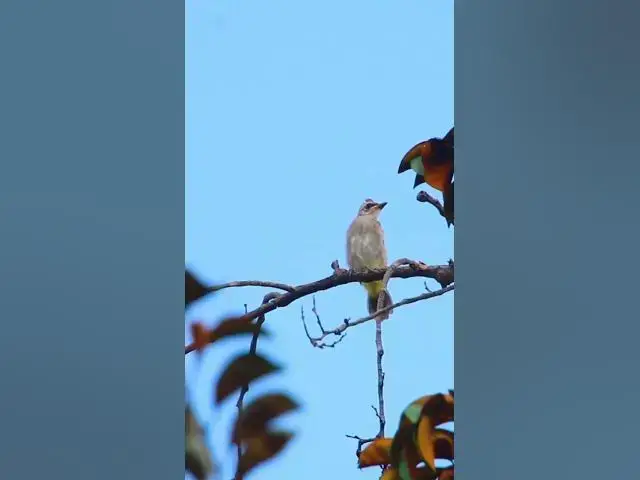 Video thumbnail for Blue Rock Thrush Monticola solitarius #birds #avianaffection #babyanimal #avian #rain #babybird