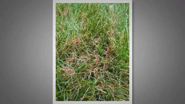 'Video thumbnail for How To Treat Red Thread Fungus & Lawn Disease'