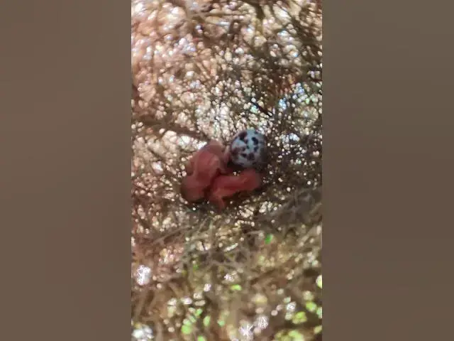 Video thumbnail for The nest & Babies Bird  #birdnest #nature #animal #wildlife #birdnet #bird #birdslover #wildbirdlife