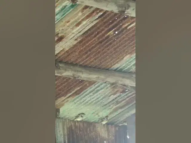 Video thumbnail for Birds Rice Sparrow Underwaater BF#04 #birdslover  #avianlife #babybird #birdsounds #animal #avian