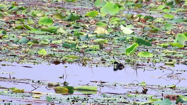 'Video thumbnail for Small wild bird live underwater lake'