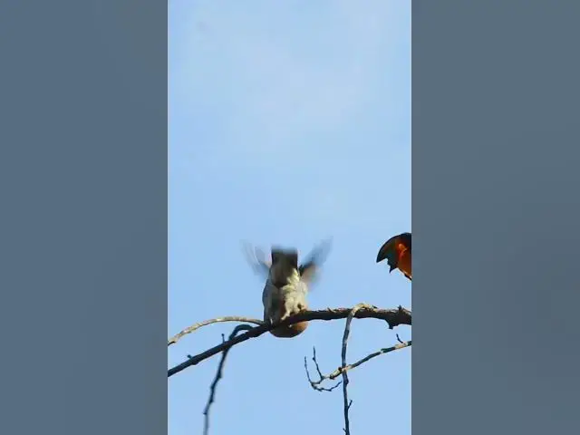 Video thumbnail for Dove Life  #birds #avianaffection #babyanimal #avian #rain #babybird #avianlife #nature #avianworld