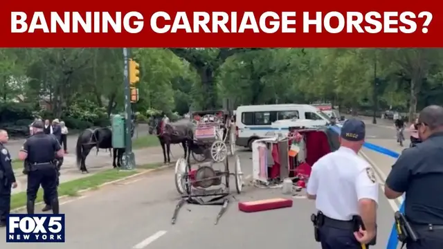 Video thumbnail for City Hall deciding whether to ban horse-drawn carriages