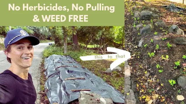 Video thumbnail for Organic Weed Killing Method ! No Herbicides No Pulling Occultation with Tarps