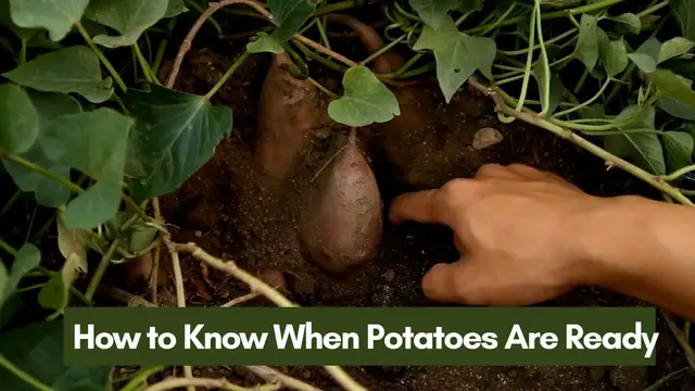 Video thumbnail for How to Know When Potatoes Are Ready