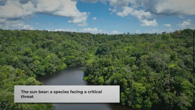 Video thumbnail for The Sun Bear: An Endangered Icon