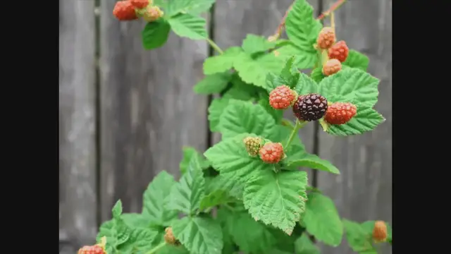 Video thumbnail for The Ultimate Guide to Growing Boysenberries