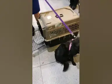'Video thumbnail for 🐾 An Unforgettable Journey: Rescuing Dogs from Ukraine to New York 🐾 #DogRescue 🐾  🐶💖✈️'