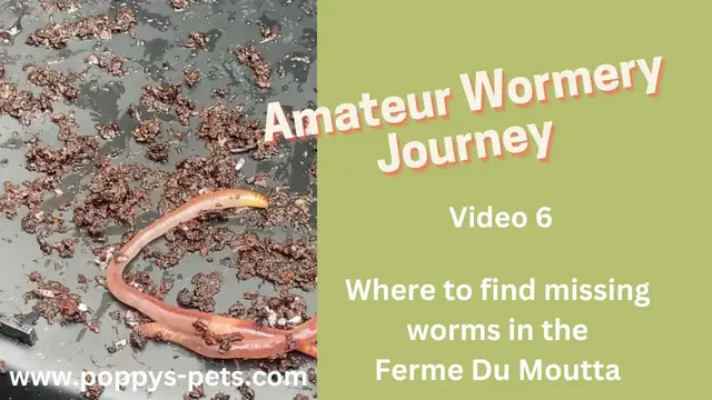 Video thumbnail for Video 6:  The Ferme Du Moutta WormBox - The Other Place Where Worms Gather