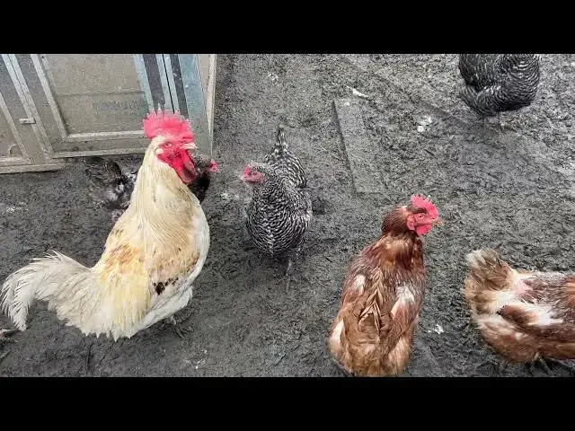 Video thumbnail for Can Baby Chicks Survive Without Their Mother? (Brooder Basics)