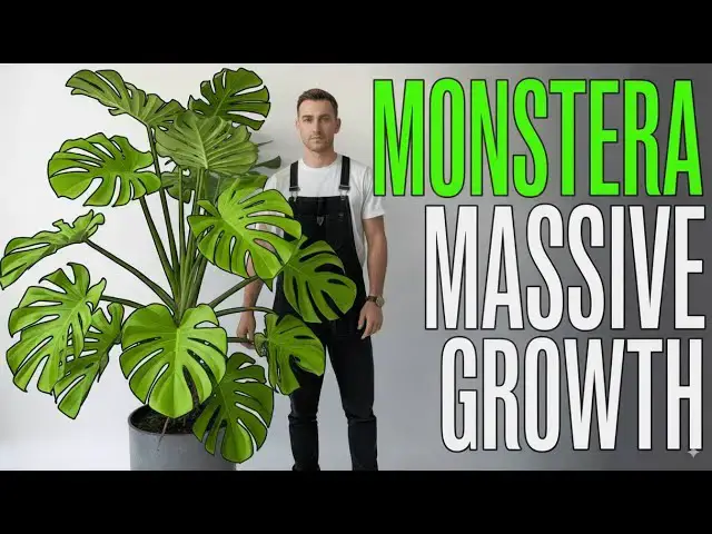 'Video thumbnail for Monstera Hacks: Make Your Cheese Plant Grow HUGE Leaves Indoors | Propagation, Pruning & Moss Pole'