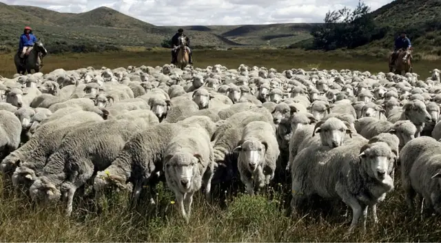 'Video thumbnail for Argentina’s Patagonia sees sharp fall in sheep farms amid tough times'