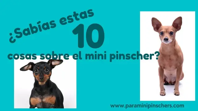 'Video thumbnail for 10 cosas sobre los pincher que no sabías🐕'