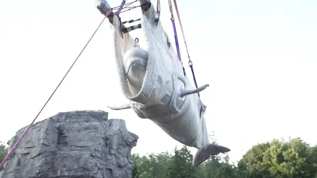 Video thumbnail for Belugas and dolphins rescued from Canada’s Marineland arrive in Spain