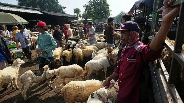 Video thumbnail for Sheep markets struggle in Niger ahead of Eid al-Adha amid insecurity and economic strain