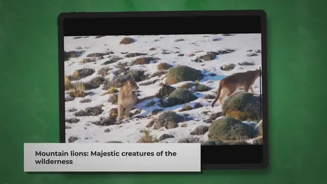 Video thumbnail for Mountain Lion Attacks on Humans: How Often Do They Occur?