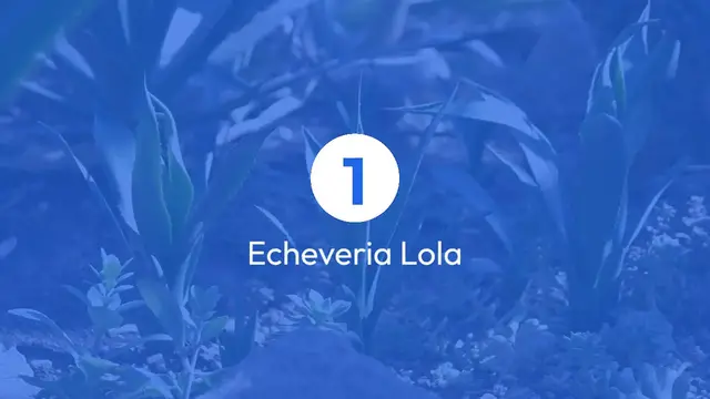 Video thumbnail for Top 10 Colorful Succulents