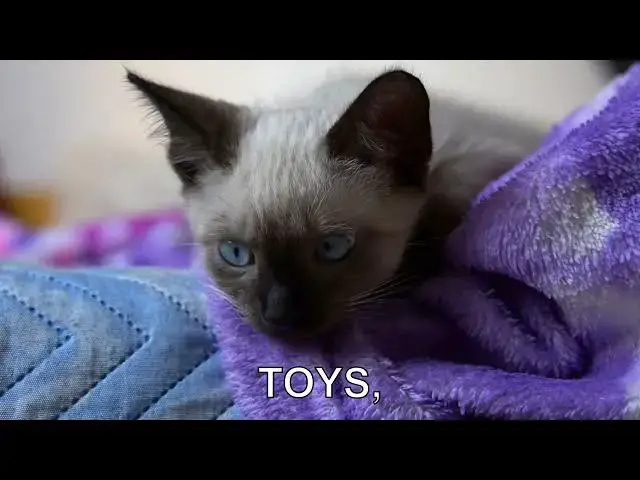 'Video thumbnail for How can I deal with my cat's separation anxiety?'