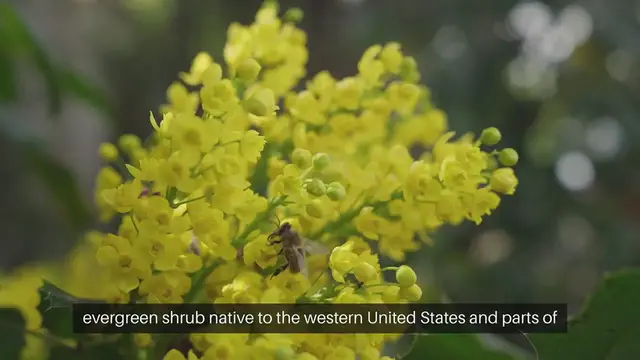 Video thumbnail for Mahonia Repens